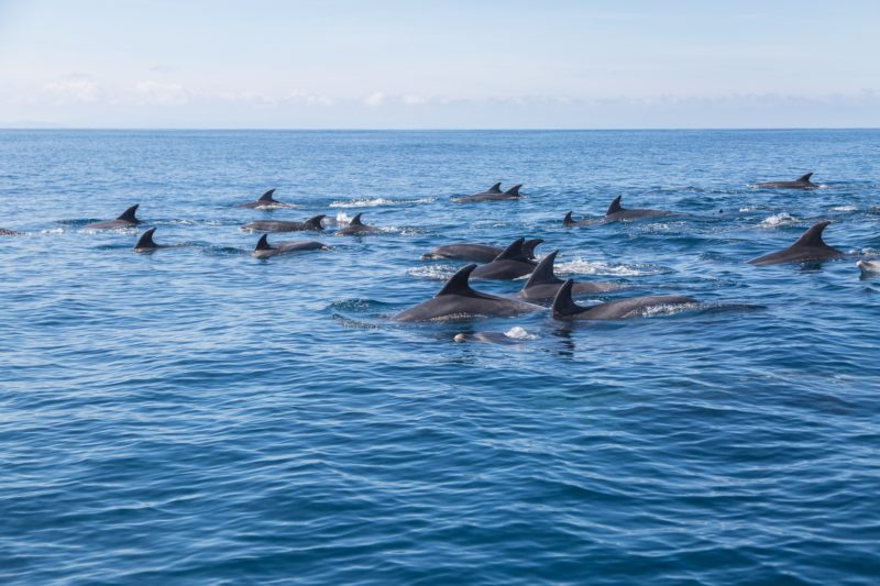 agence evenementielle receptive pays basque erronda seminaire team building incentive event explore ocean sortie bateau exploration cetacés dauphins
